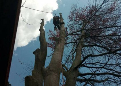 The Importance of Regular Tree Pruning”