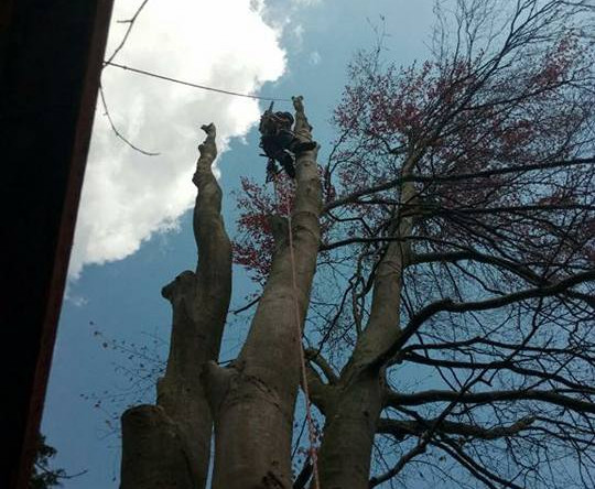 The Importance of Regular Tree Pruning”
