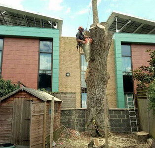 WHY HIRE A PROFESSIONAL TREE SURGEON?