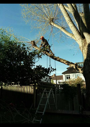 Dead Wooding Services in Kent & The South East