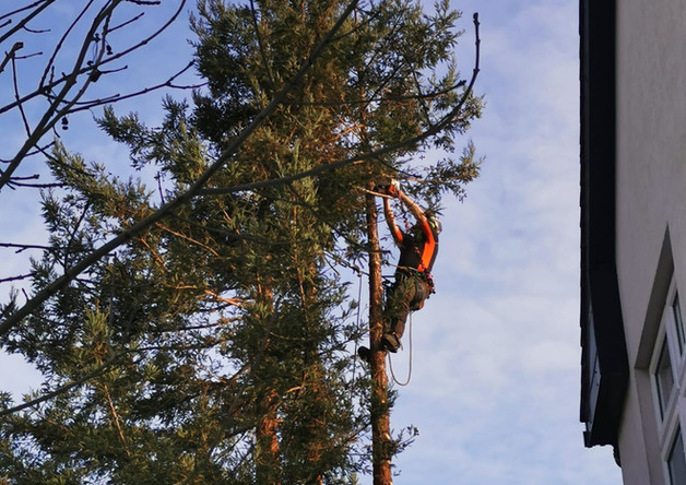 Dead Wooding Services in Kent & The South East