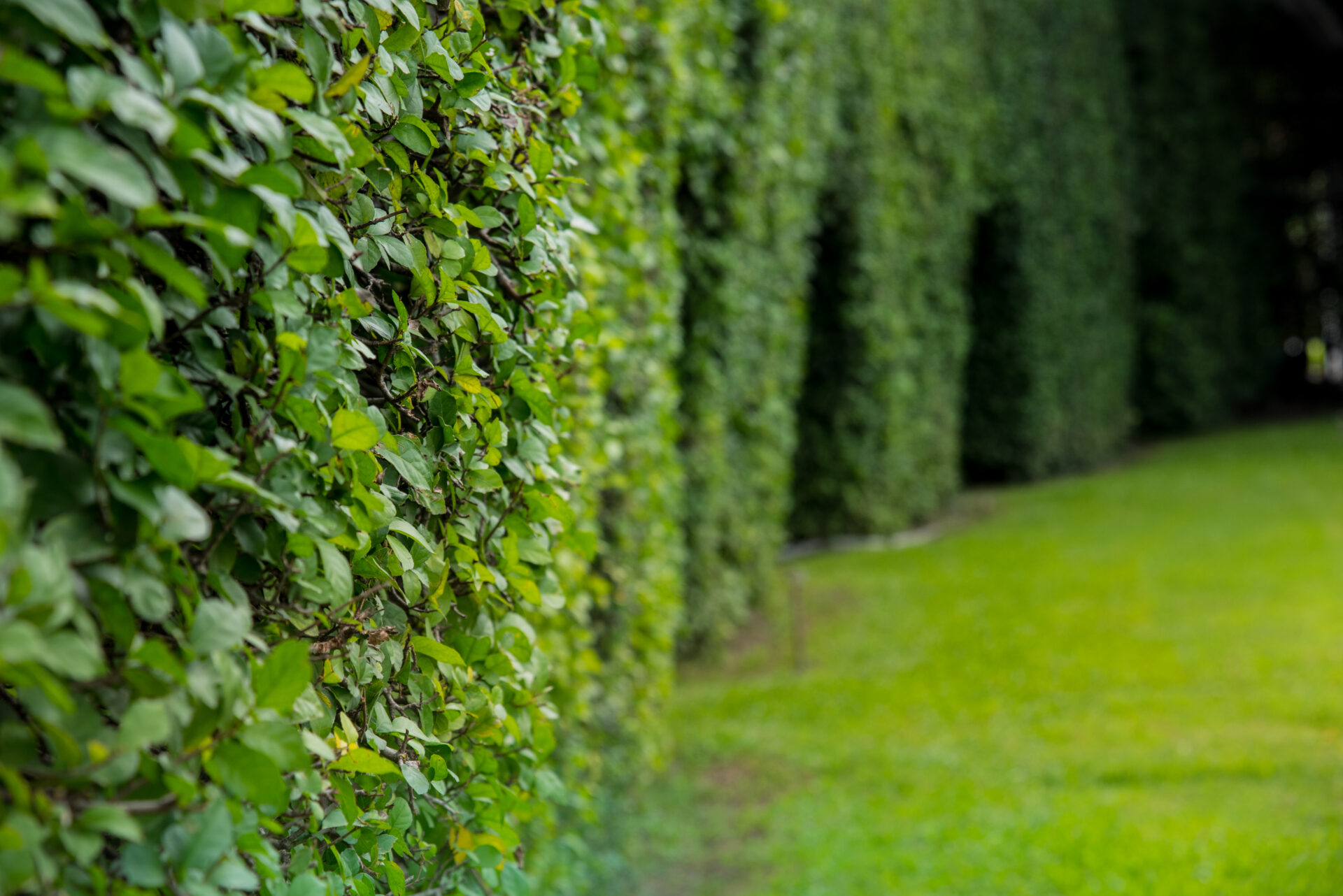 Shaped Privet Bush Border